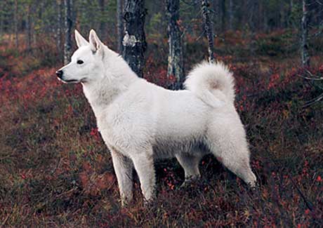 Cani del nord Europa