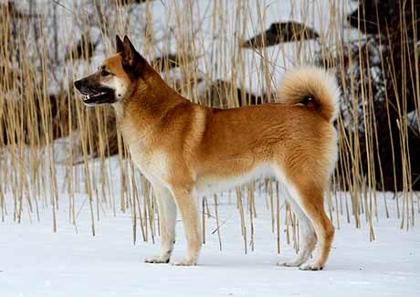 Cani del nord Europa