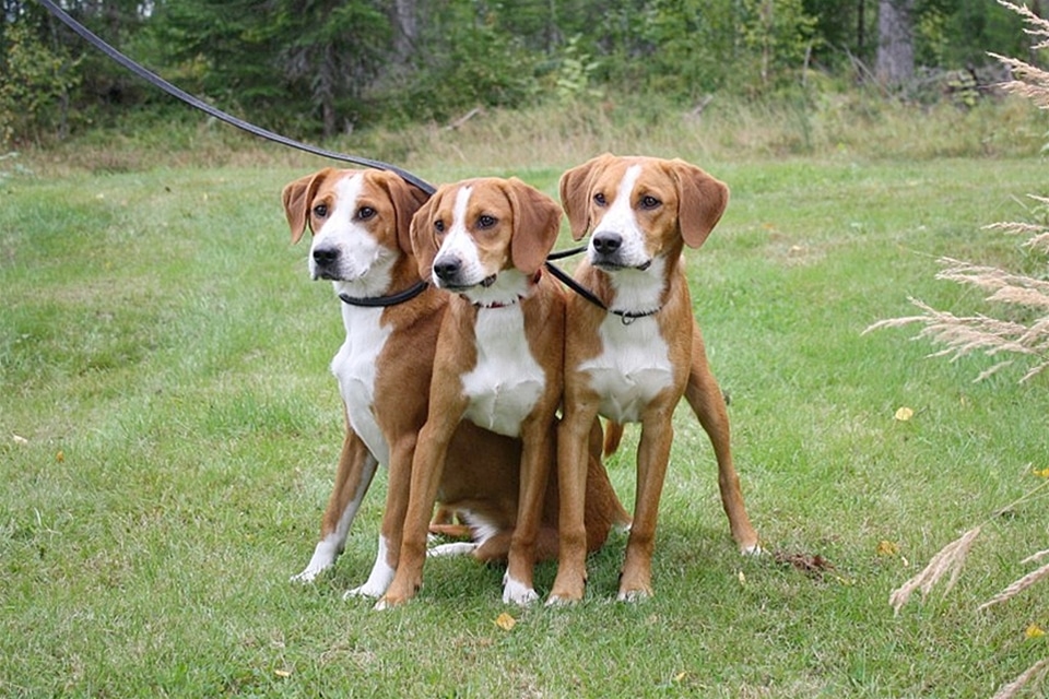 Cani del nord Europa