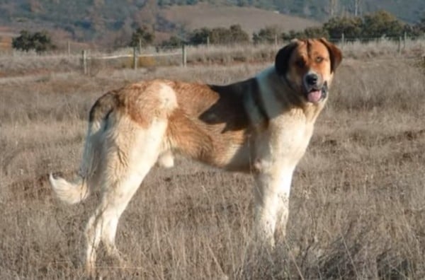 Le razze canine del Portogallo