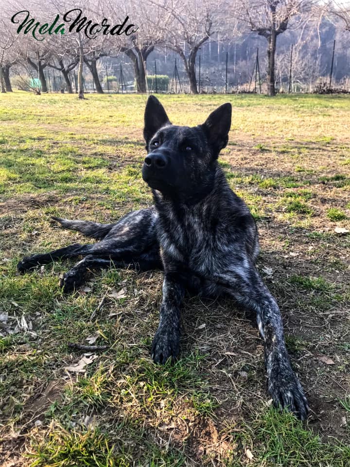 Il cane da pastore olandese