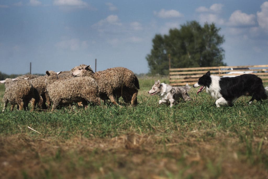 Sheepdog: che cos'è il bilanciamento