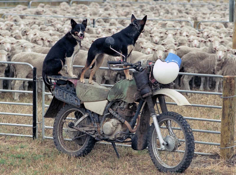 Sheepdog: che cos'è il bilanciamento