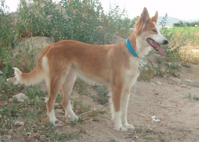 Le razze canine del Portogallo