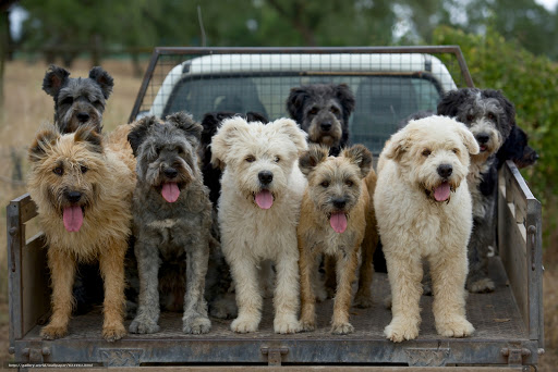Le razze canine del Portogallo