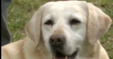 Che fine fanno i cani impegnati nella Pet therapy?