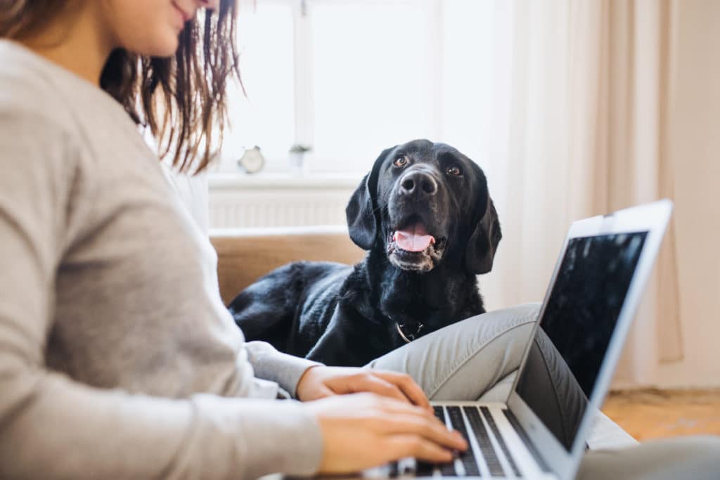 E-learning e cinofilia