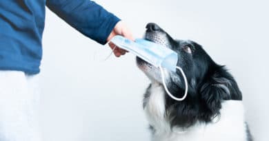 La Pet Therapy come potrà ripartire?