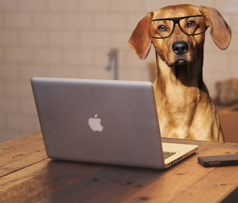 E-learning e cinofilia