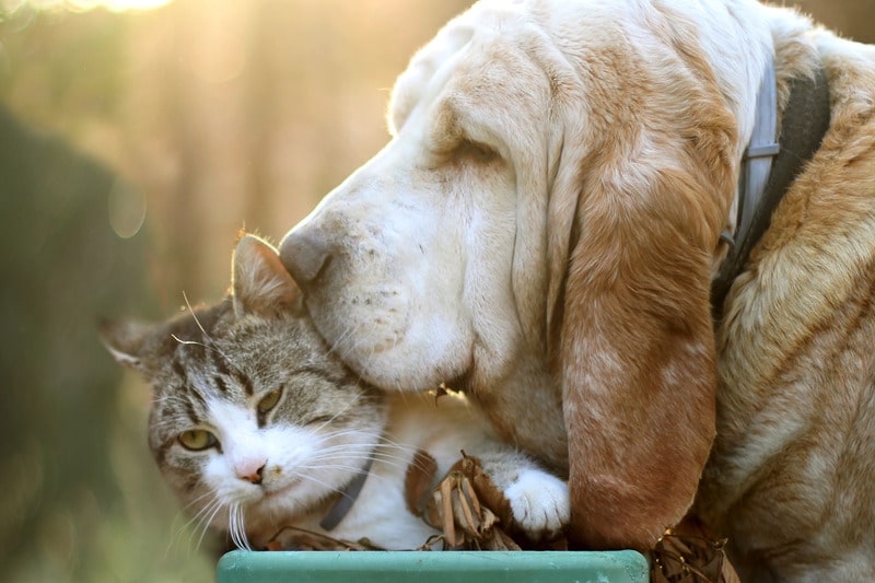 cani e gatti aiuto emotivo contro il coronavirus