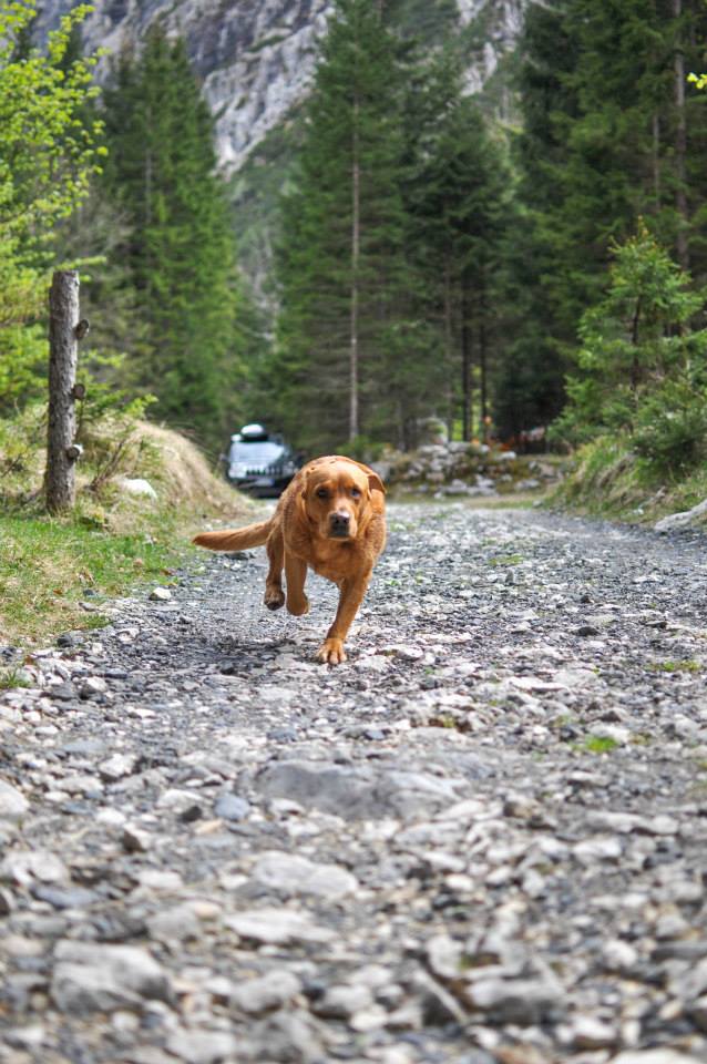 Approccio cognitivo nell’addestramento del cane da ricerca