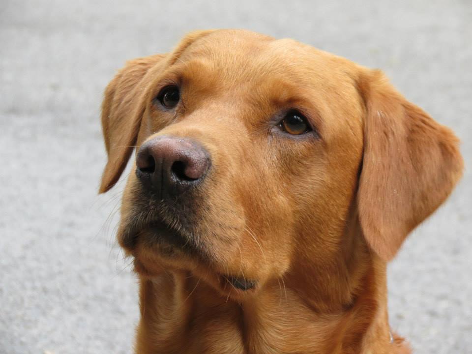 Approccio cognitivo nell’addestramento del cane da ricerca