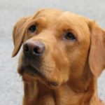 Approccio cognitivo nell’addestramento del cane da ricerca