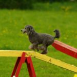 Un cane affronta un attrezzo di agility su un prato