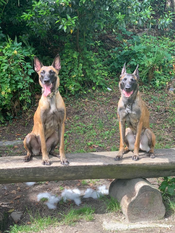 Dog sitter