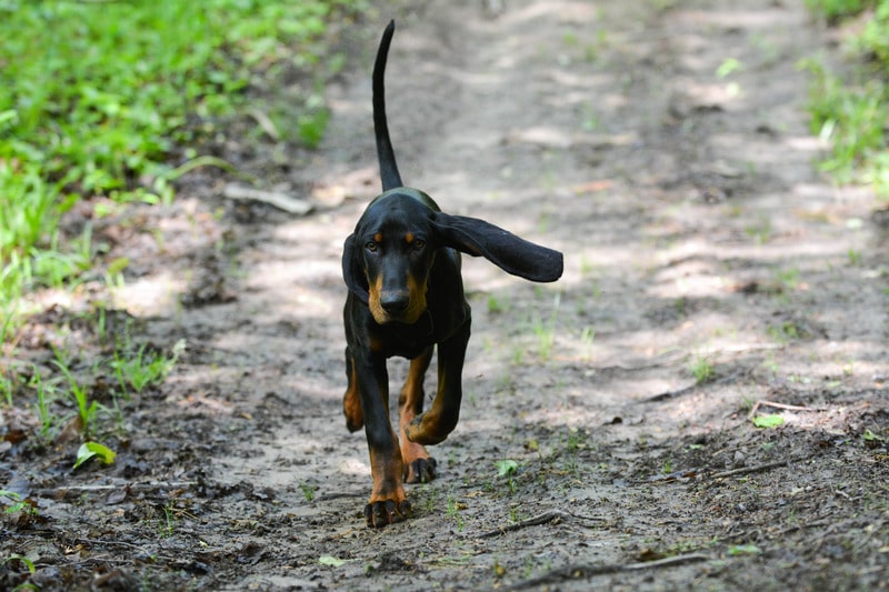 cani liberi e fauna selvatica