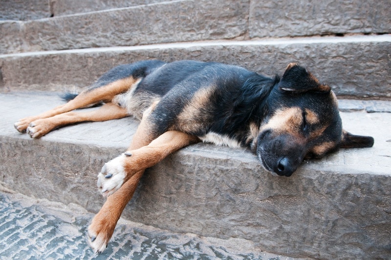 SO DI CANE