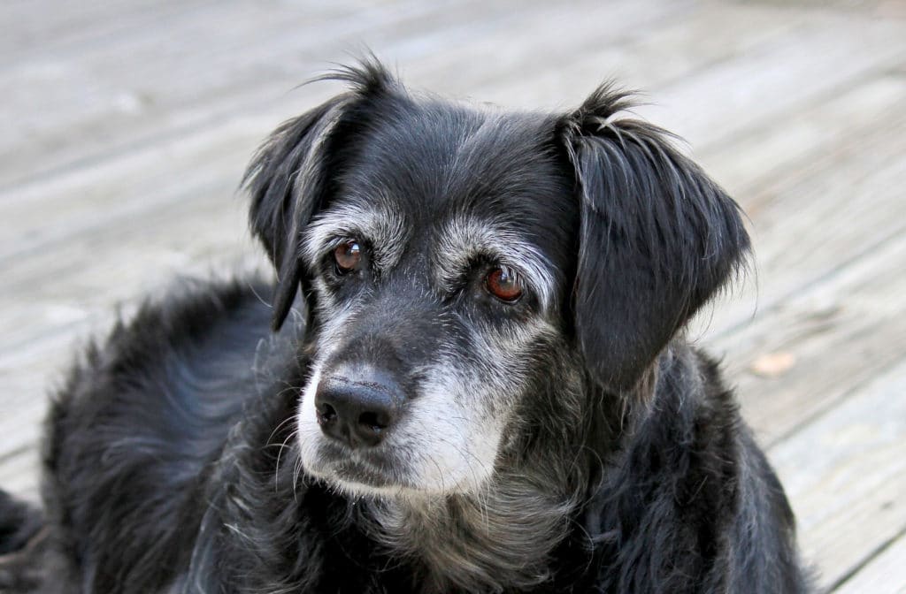 Sindrome da disfunzione cognitiva del cane anziano