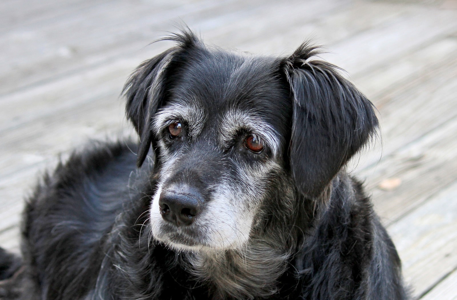 Sindrome da disfunzione cognitiva del cane anziano | Dogsportal.it| Blog  cinofilo