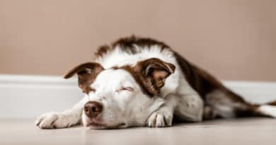 agopuntura nel cane