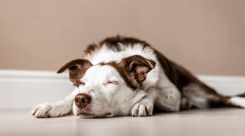 agopuntura nel cane