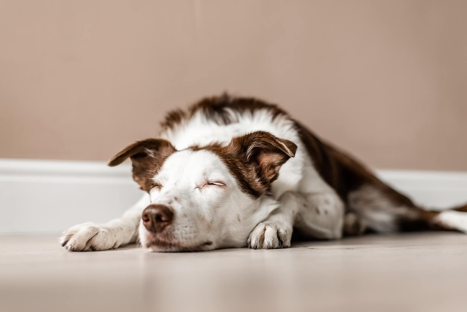 agopuntura nel cane