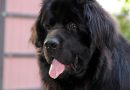 Cane Terranova: tutto sulla razza, dal carattere al prezzo dei cuccioli