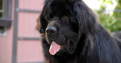 Cane Terranova: tutto sulla razza, dal carattere al prezzo dei cuccioli