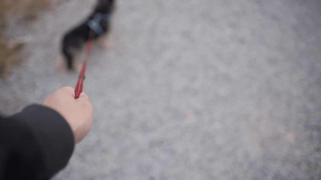 Covid19: lockdown e cani