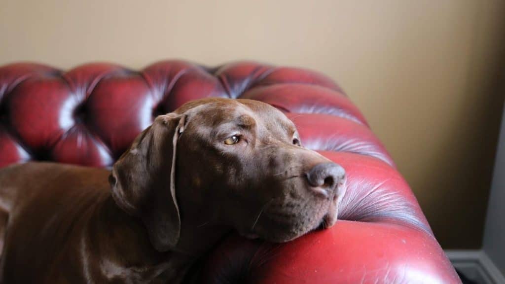 Covid19: lockdown e cani