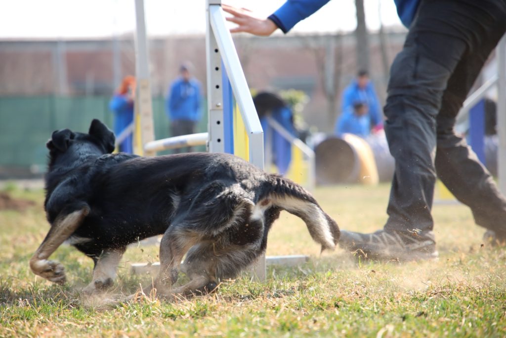 E-Dog centro cinofilo