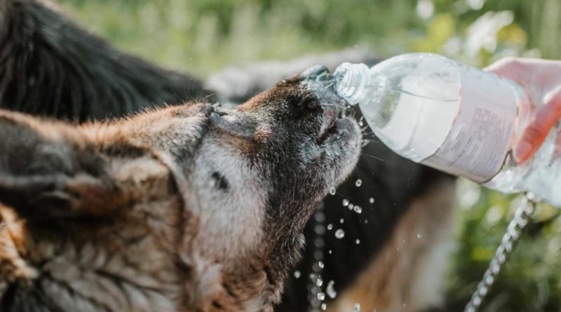 idratazione del cane