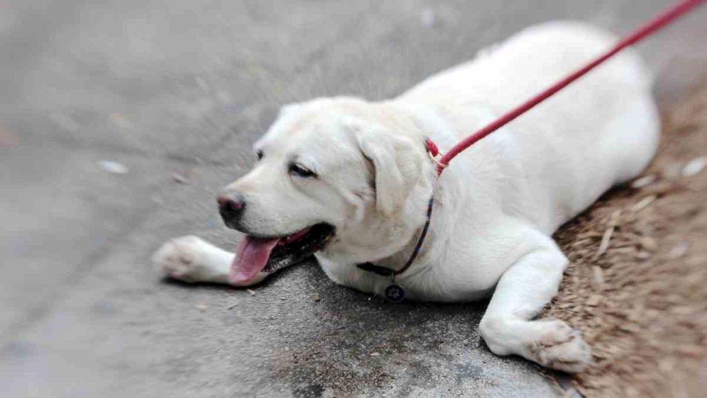 Idratazione del cane