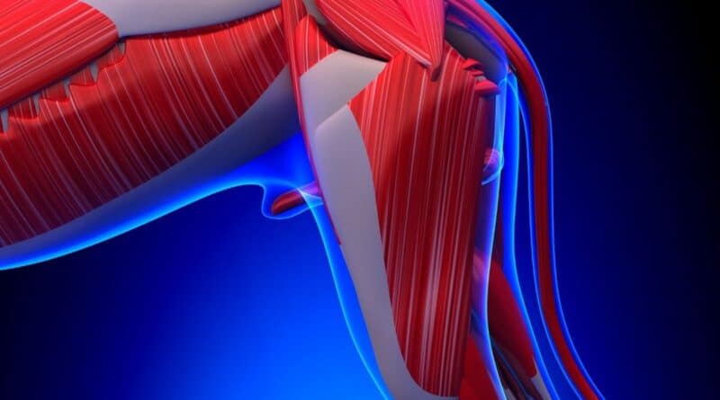 Cane sportivo e infiammazione del muscolo ileopsoas