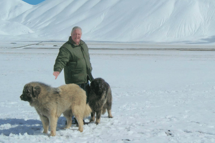 Obiettivo zootecnico sul cane da Pastore della Ciarplanina