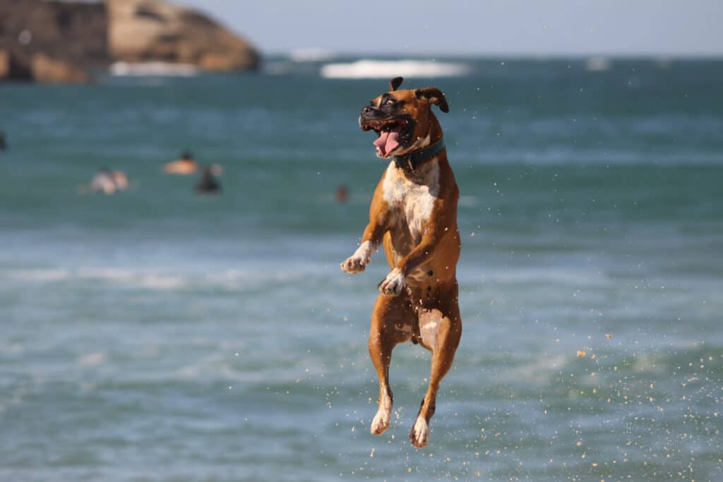 emozioni nella formazione del cane