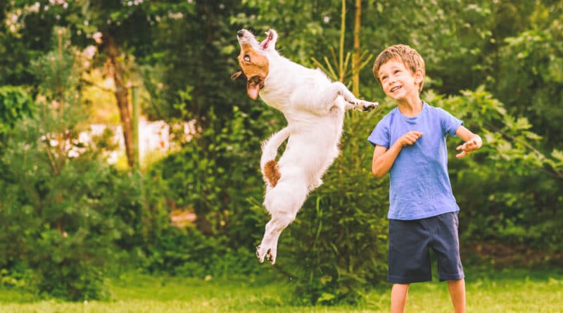 emozioni nella formazione del cane