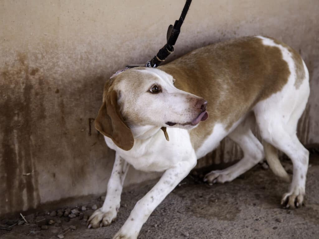 emozioni nella formazione del cane