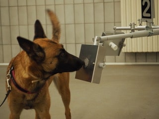 Il fiuto dei cani per individuare il COVID-19
