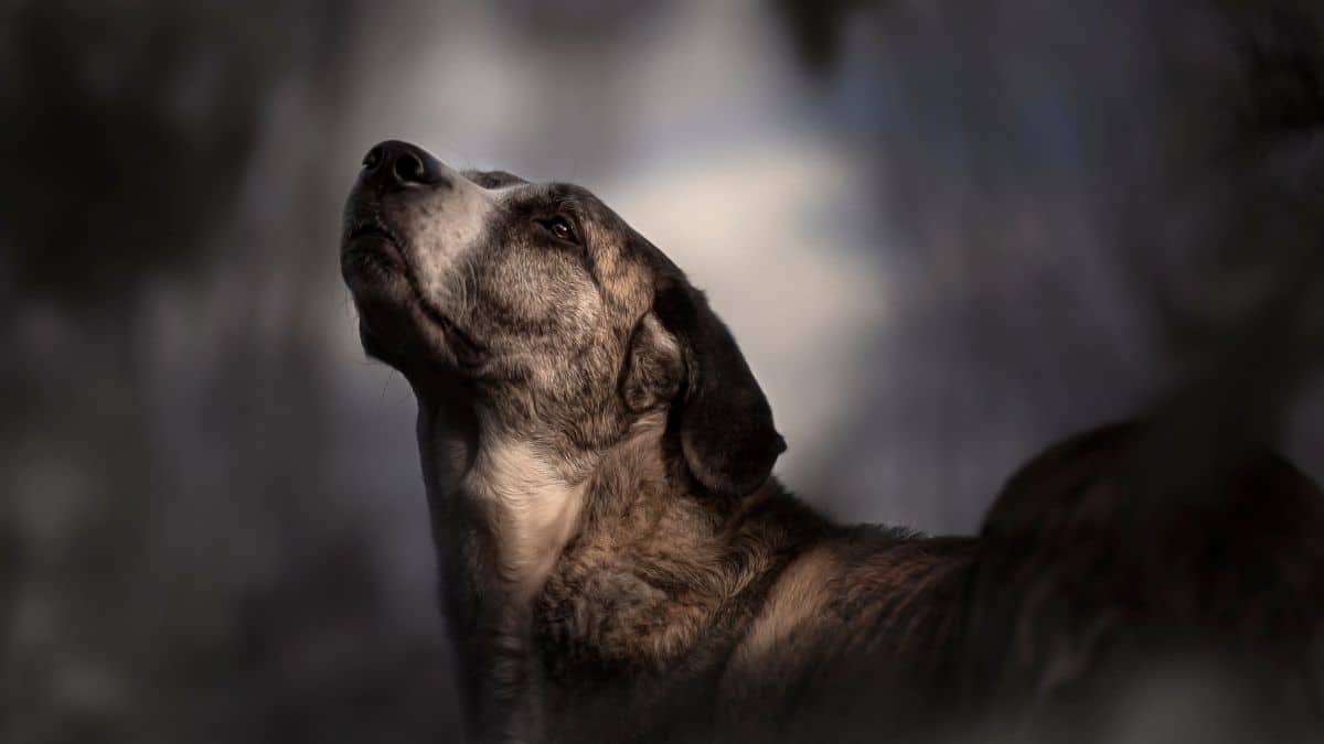 modello cognitivo relazionale