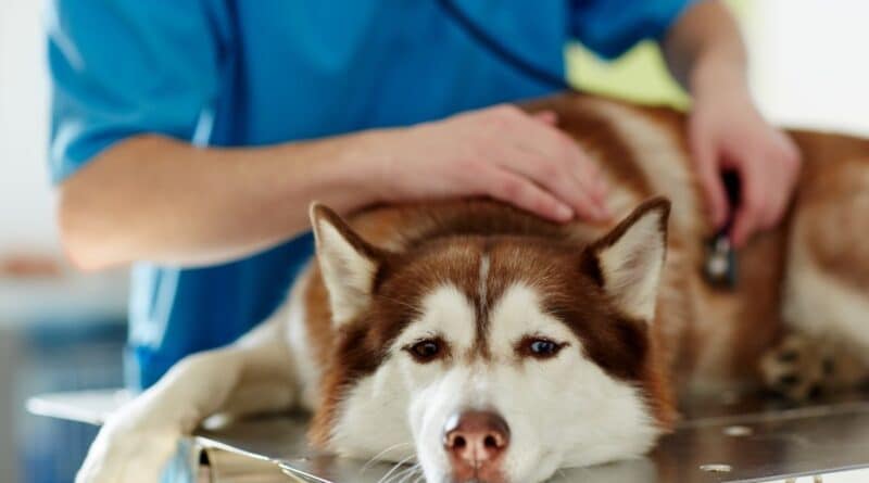 Malattie del cane: quali sono le più comuni?   