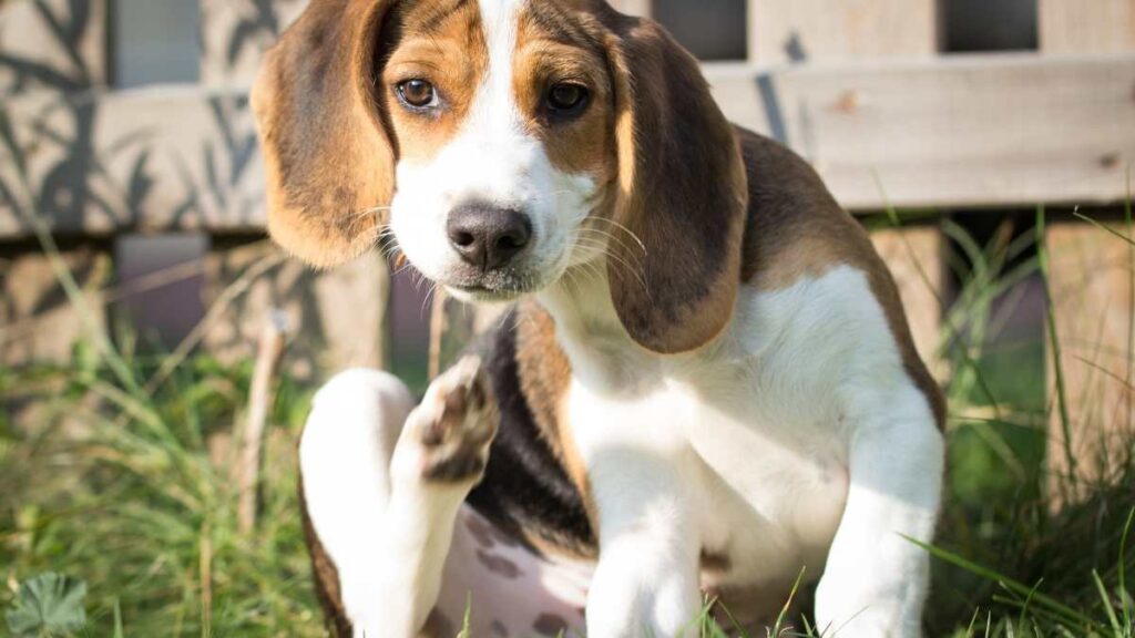 Lavaggio del cane, cura del pelo e protezione dai parassiti