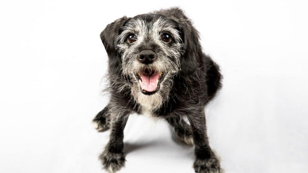 Olio di CBD al cane