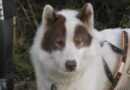 Canadian eskimo dog