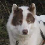 Canadian eskimo dog
