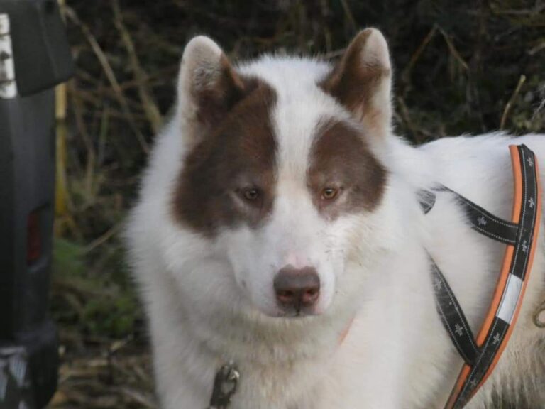 Canadian eskimo dog