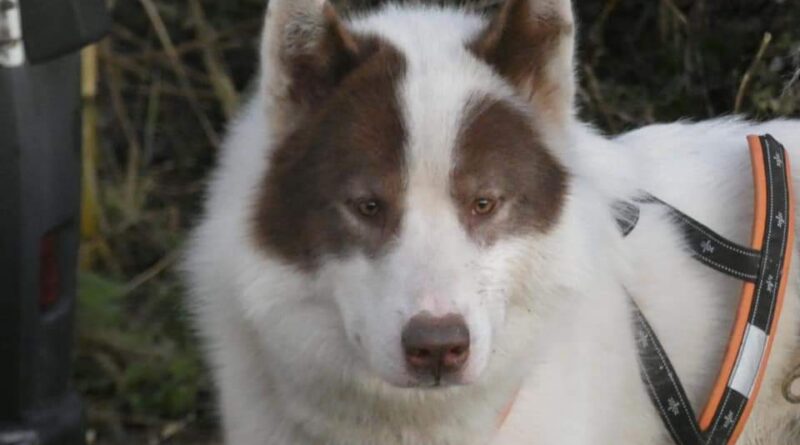 Canadian eskimo dog