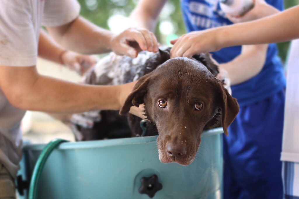 Lavaggio del cane, cura del pelo e protezione dai parassiti