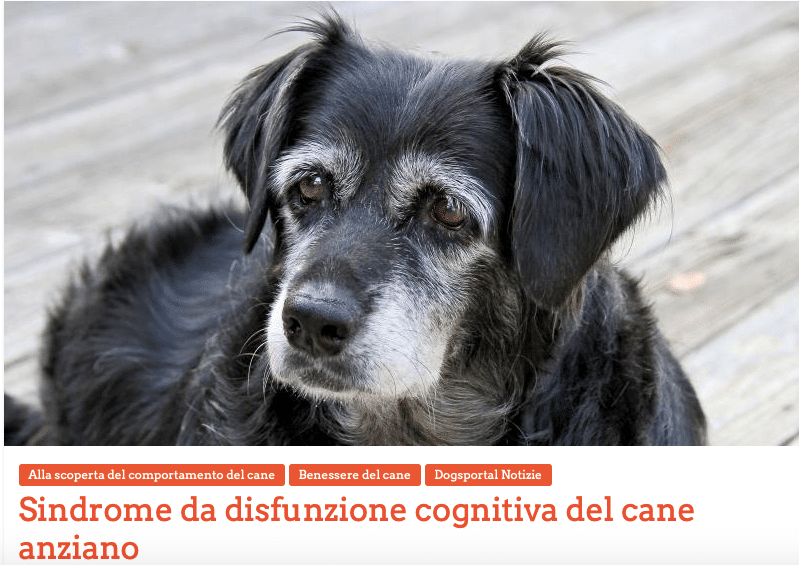 Il mese del cane anziano