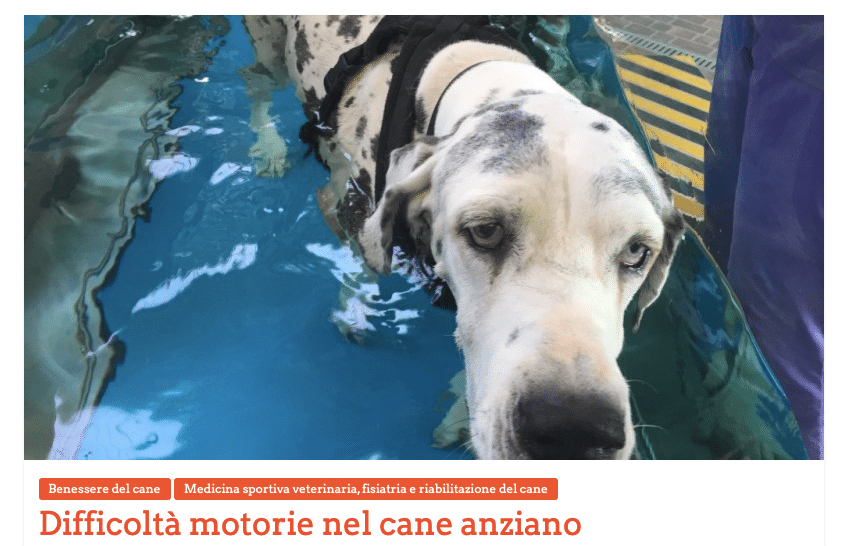 Il mese del cane anziano